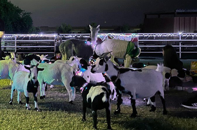 Goat and Alpaca Sound Bath - Gilbert Arizona - Mat rental, what to bring, and how to set up comfortably