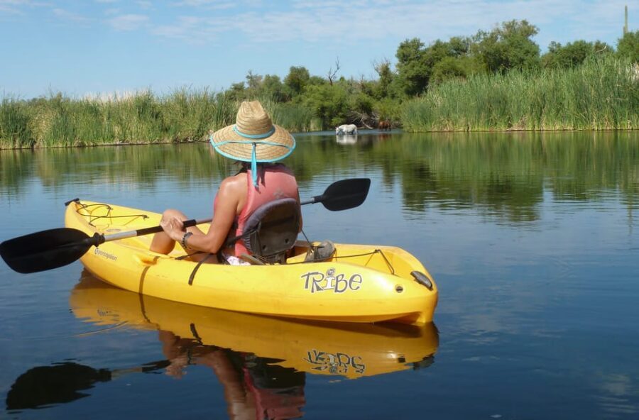 Phoenix: Self-Guided Kayaking Trip to Foxtail - Wildlife spotting in the Sonoran Desert: who you might see and where to look